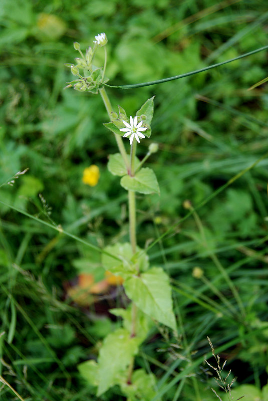 Image of Myosoton aquaticum specimen.