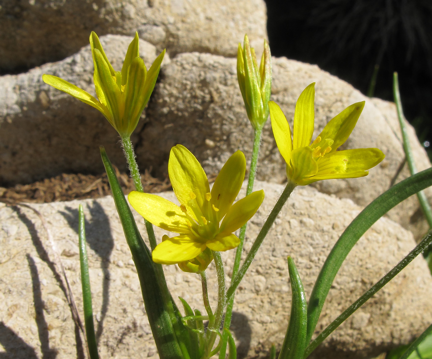 Image of Gagea sulfurea specimen.