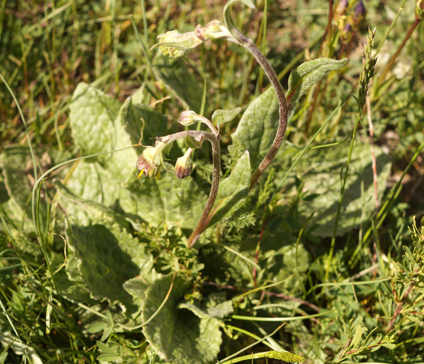 Image of Ligularia narynensis specimen.