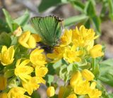 Gymnospermium altaicum. Цветки с кормящейся бабочкой малинницей обыкновенной (Callophrys rubi L.). Восточный Казахстан, Глубоковский р-н, окр.с. Тарханка, луг. 15.04.2012.