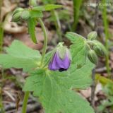 Geranium platyanthum