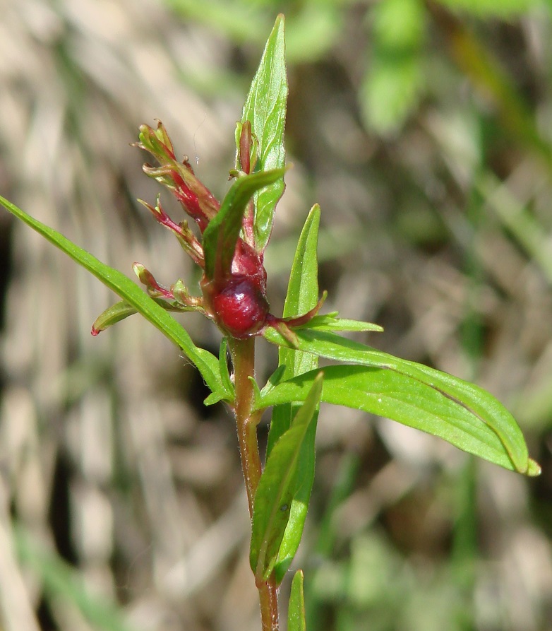 Image of Epilobium palustre specimen.