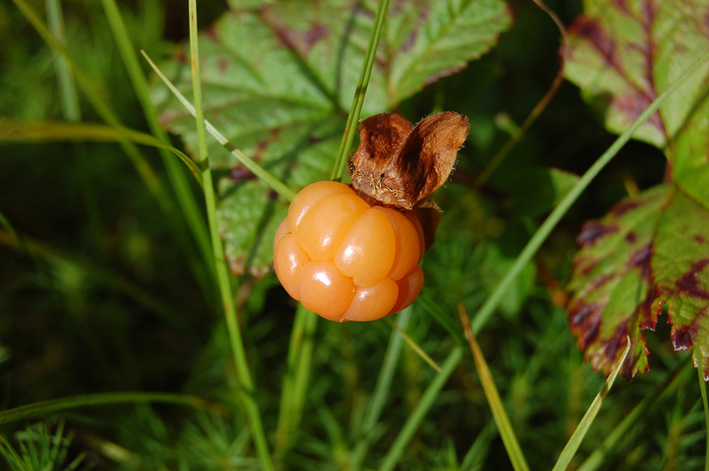 Изображение особи Rubus chamaemorus.