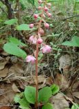 Pyrola incarnata. Зацветающее растение. Якутия (Саха), южные окр. г. Якутска, тайга. 11.06.2012.