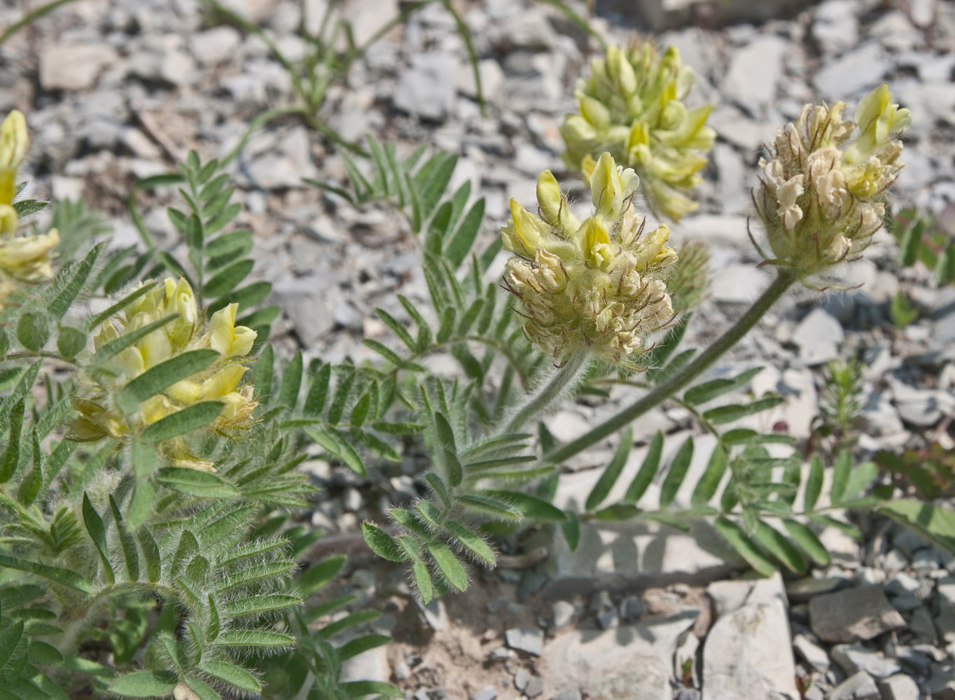 Изображение особи Oxytropis pilosa.