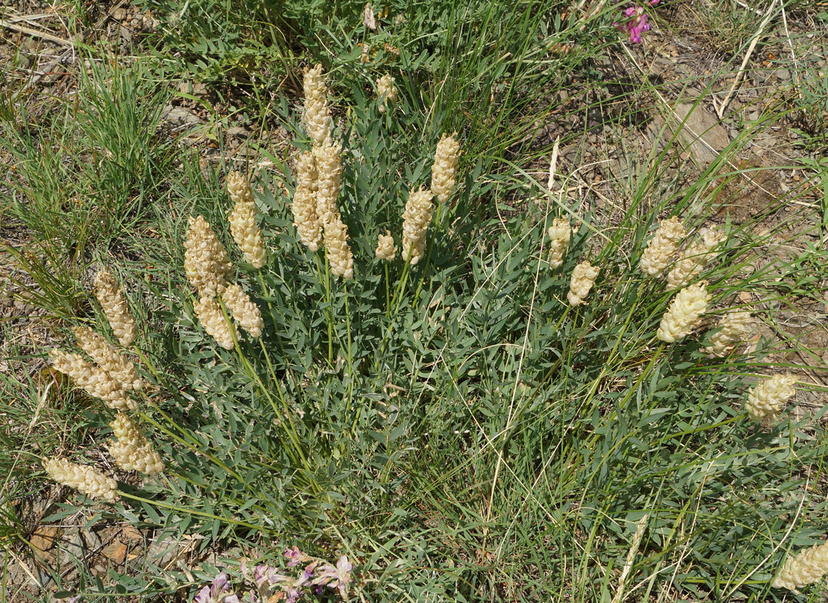 Изображение особи Astragalus follicularis.