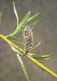 Salix viminalis