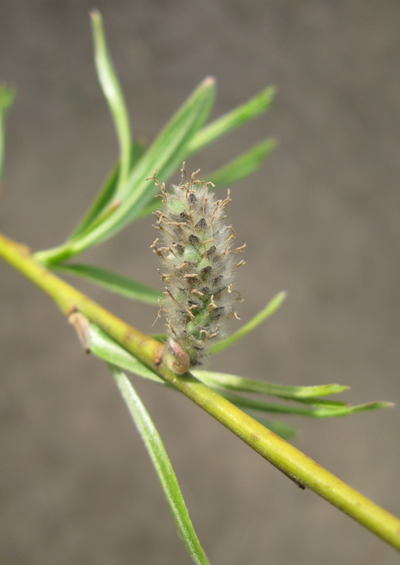 Изображение особи Salix viminalis.