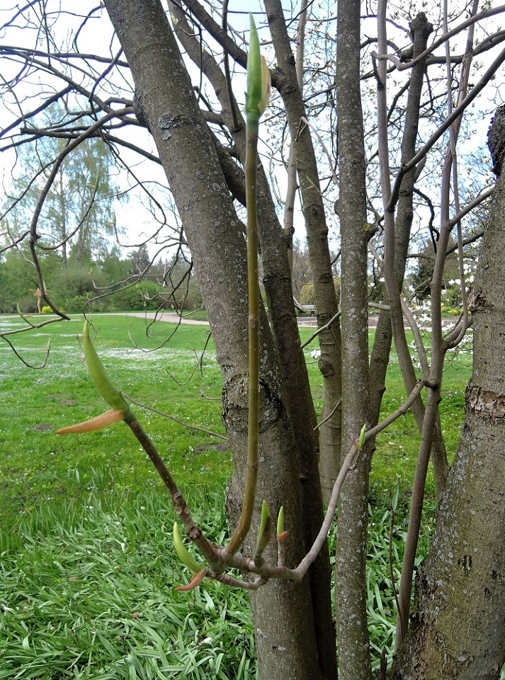 Image of Magnolia tripetala specimen.