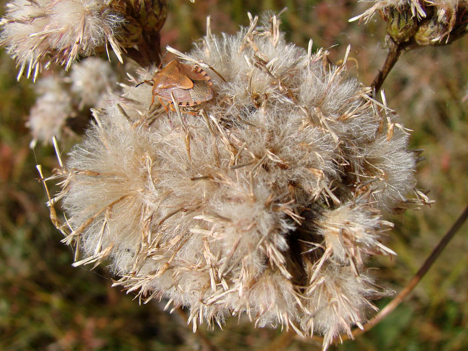 Image of genus Saussurea specimen.