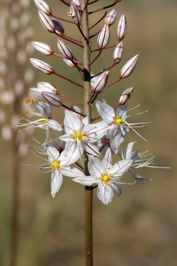 Изображение особи Eremurus tianschanicus.