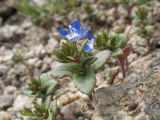 Veronica campylopoda