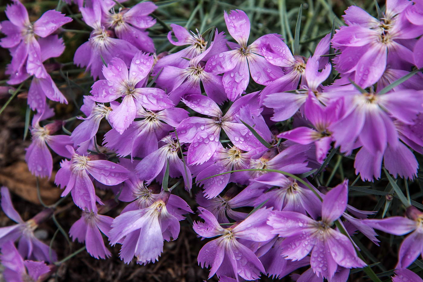 Изображение особи Dianthus repens.