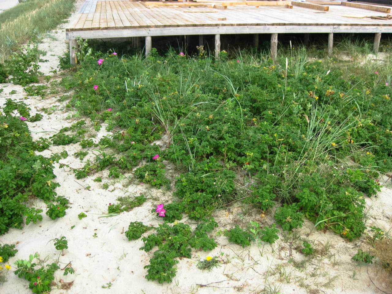 Image of Rosa rugosa specimen.