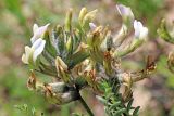 Astragalus neolipskyanus. Соцветие. Узбекистан, Ташкентская обл., зап. отроги Чаткальского хр., склон над р. Чаткал напротив ур. Обирахмат. 16.04.2016.