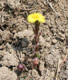 Tussilago farfara