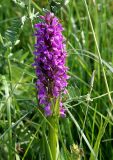 Dactylorhiza incarnata