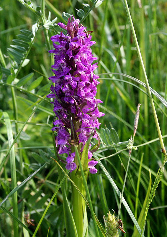 Изображение особи Dactylorhiza incarnata.