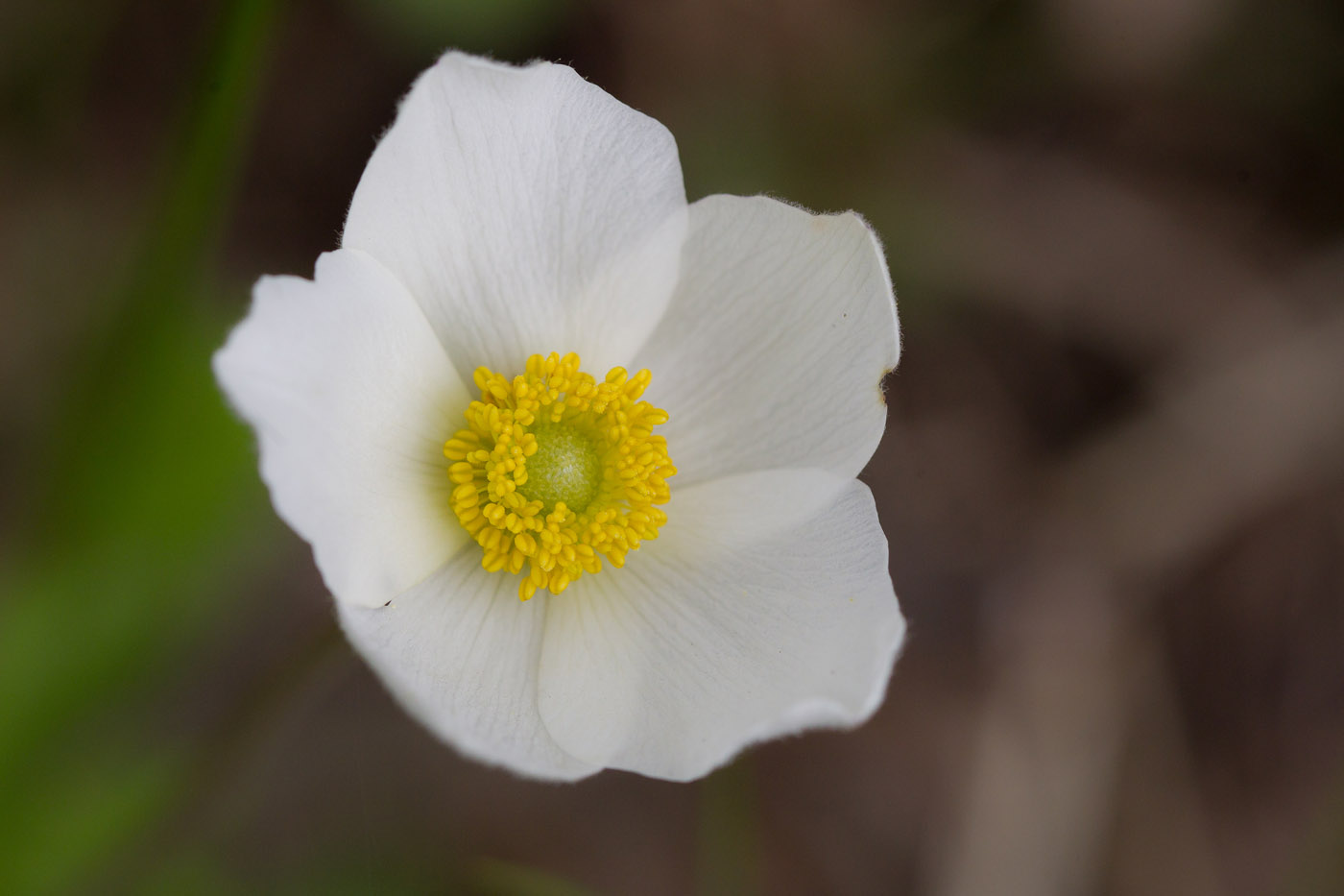 Изображение особи Anemone sylvestris.