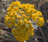 Senecio cineraria. Соцветие. Италия, Саленто, г. Отранто; в городском озеленении. 08.06.2014.