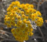 Senecio cineraria. Соцветие. Италия, Саленто, г. Отранто; в городском озеленении. 08.06.2014.