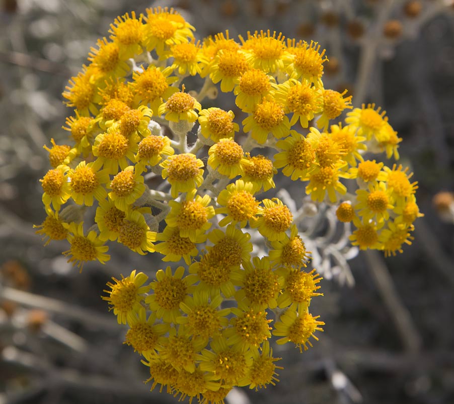Изображение особи Senecio cineraria.