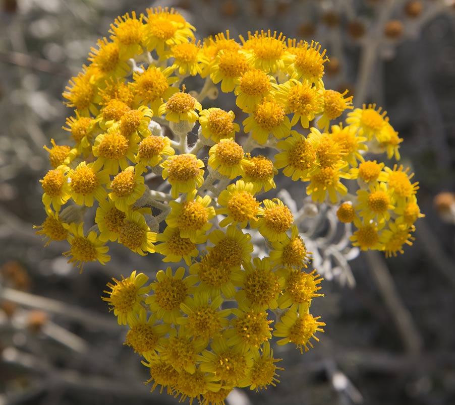 Изображение особи Senecio cineraria.