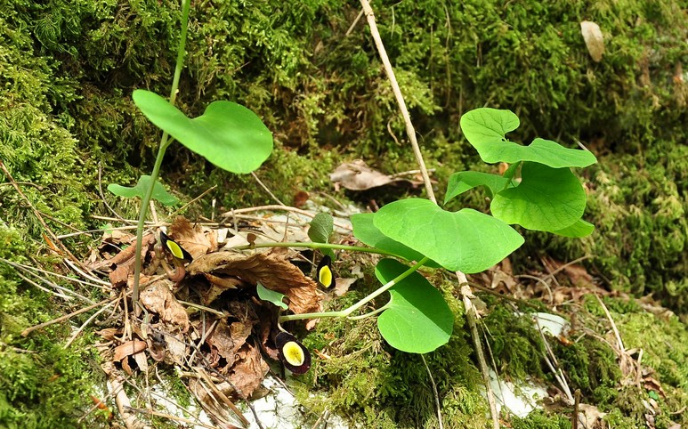 Изображение особи Aristolochia steupii.