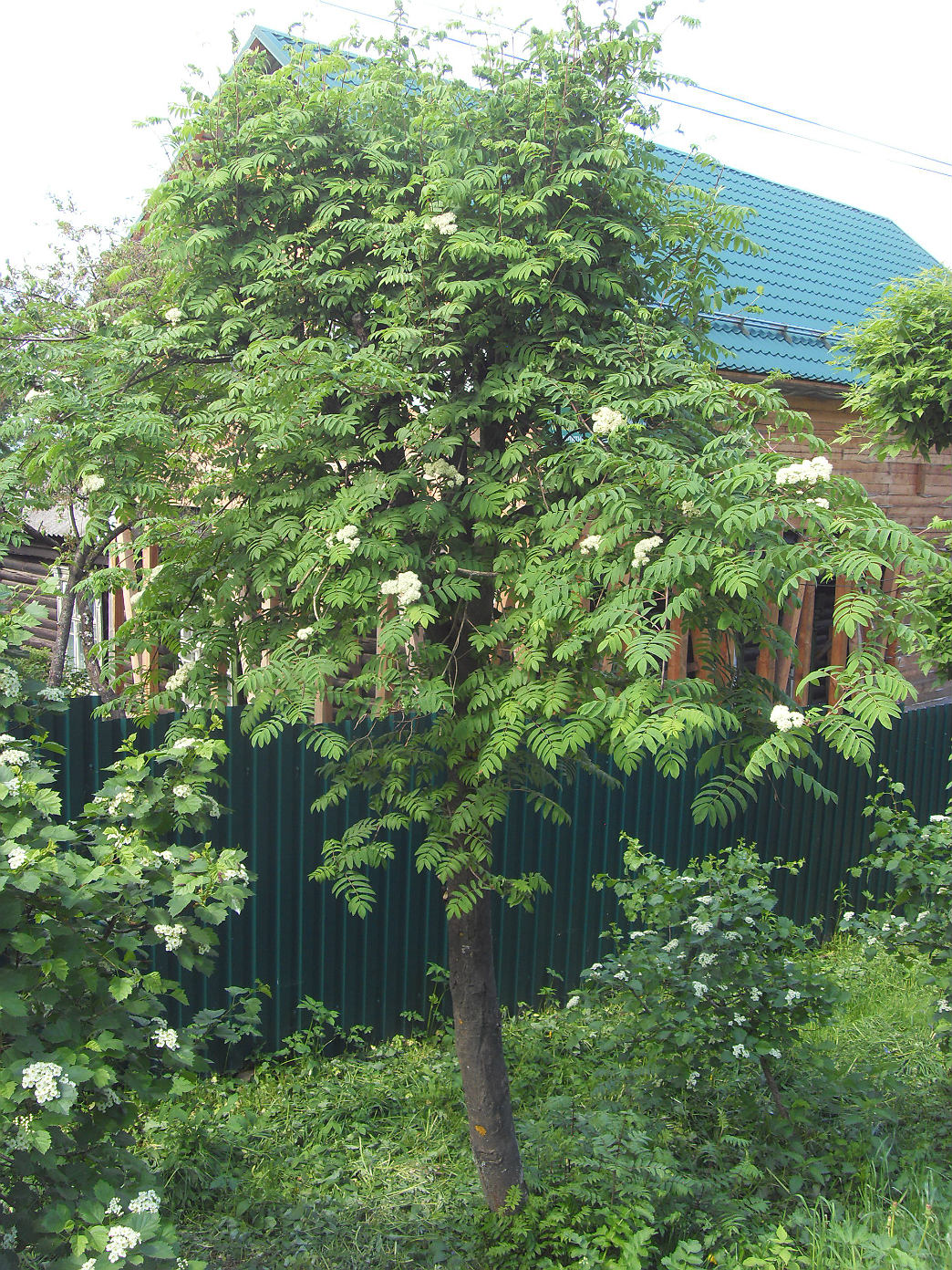 Image of Sorbus aucuparia specimen.