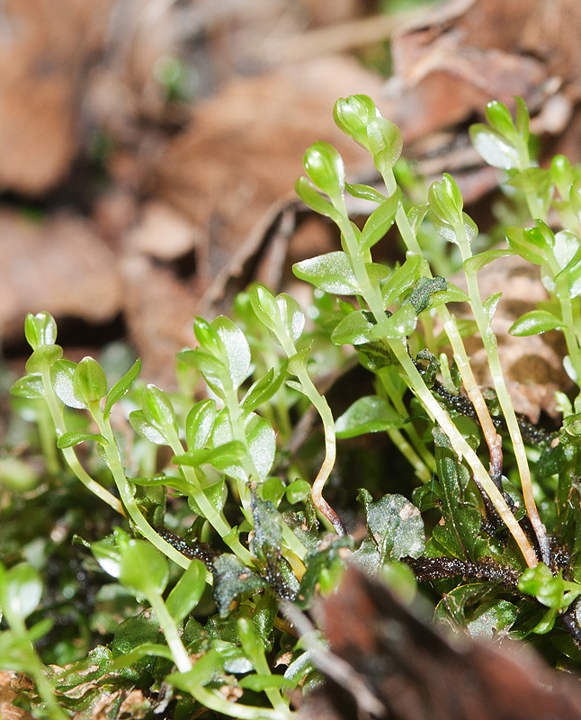 Изображение особи Rhizomnium pseudopunctatum.