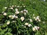 Paeonia lactiflora