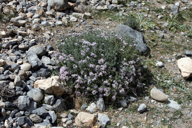 Изображение особи Acanthophyllum pungens.