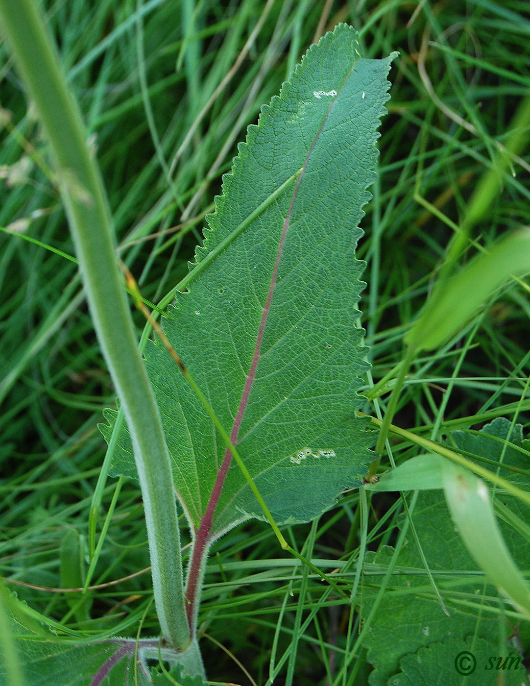 Image of Salvia nutans specimen.