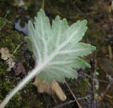 Cortusa discolor