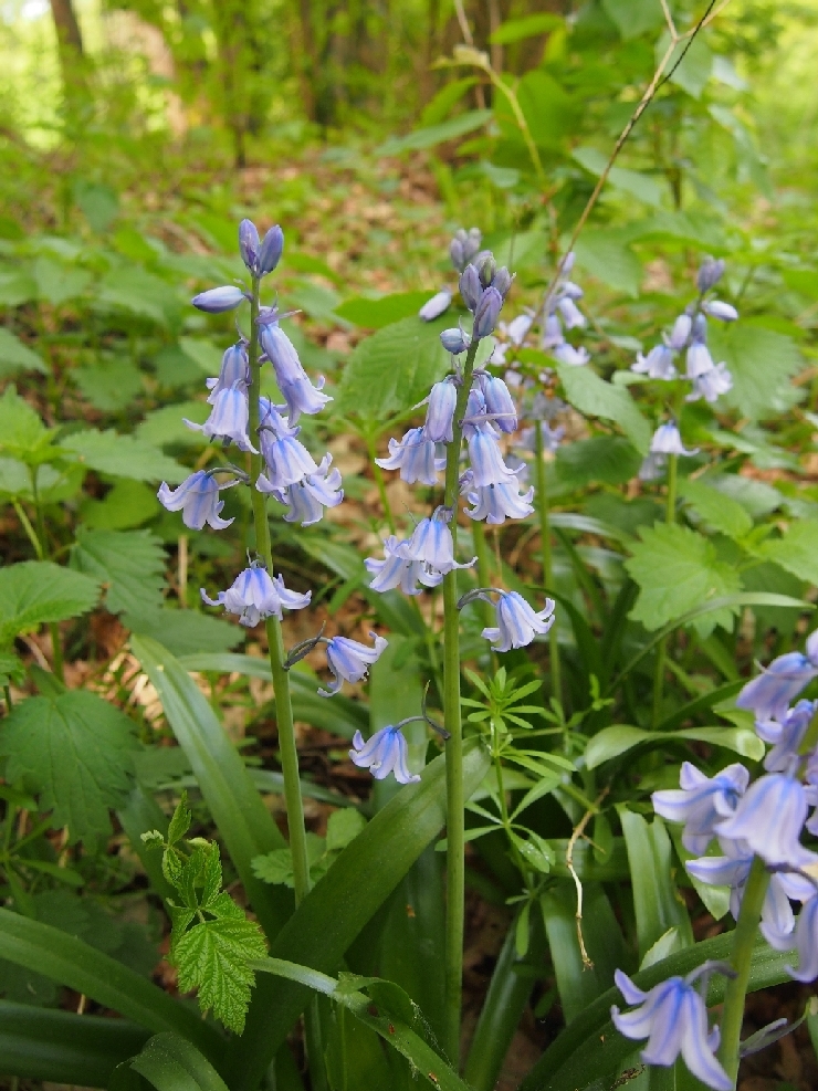 Image of Hyacinthoides non-scripta specimen.