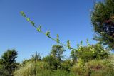 Galium humifusum