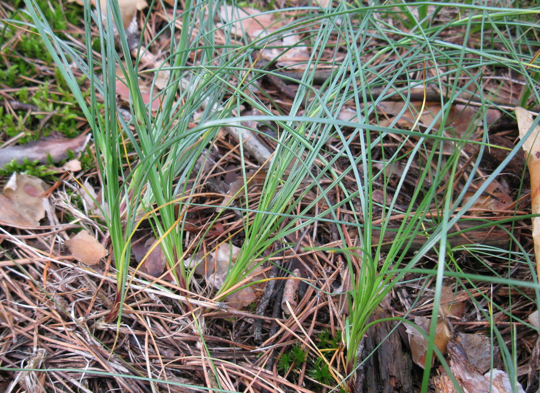 Image of Eremogone saxatilis specimen.