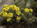 Alyssum lenense