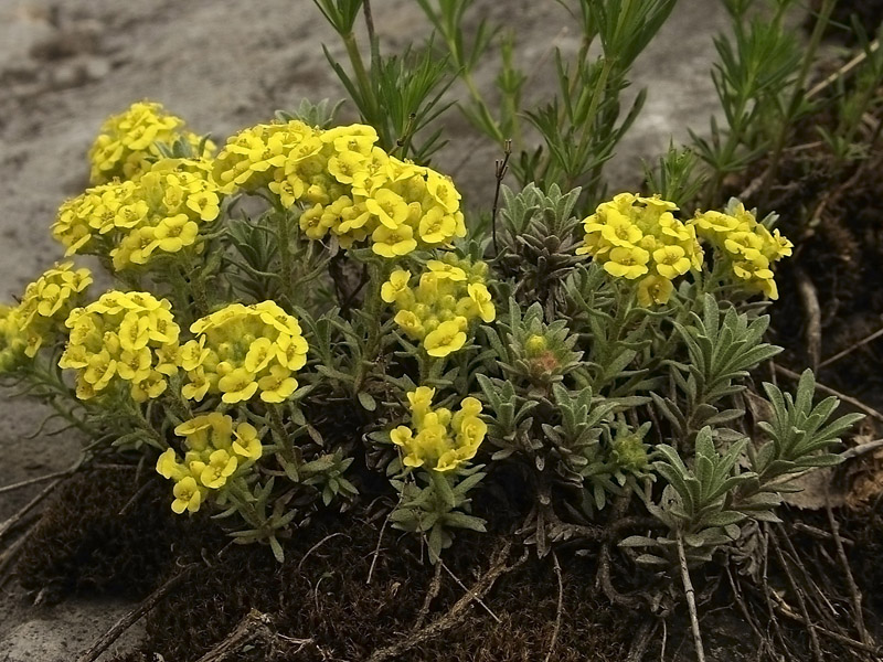 Изображение особи Alyssum lenense.