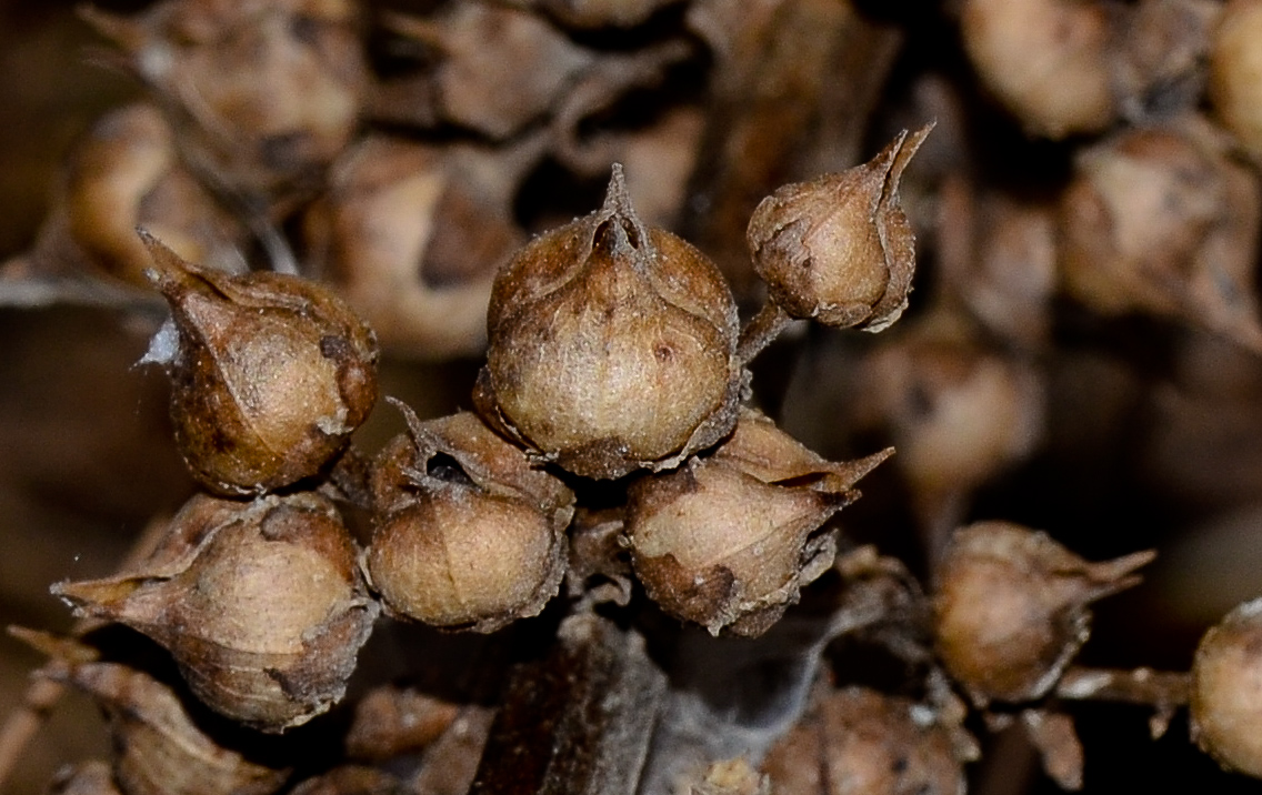 Изображение особи Scrophularia rubricaulis.