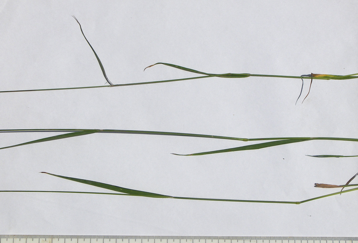 Image of Agrostis stolonifera specimen.