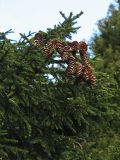 Picea orientalis