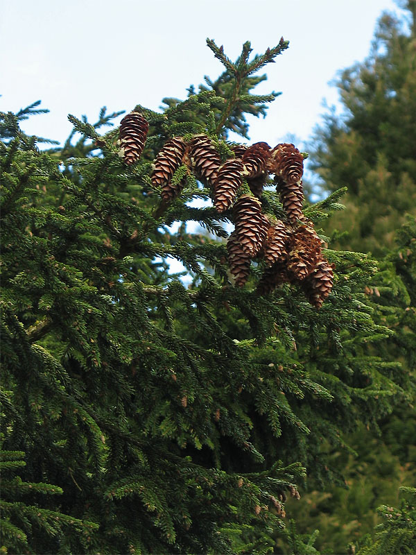 Изображение особи Picea orientalis.