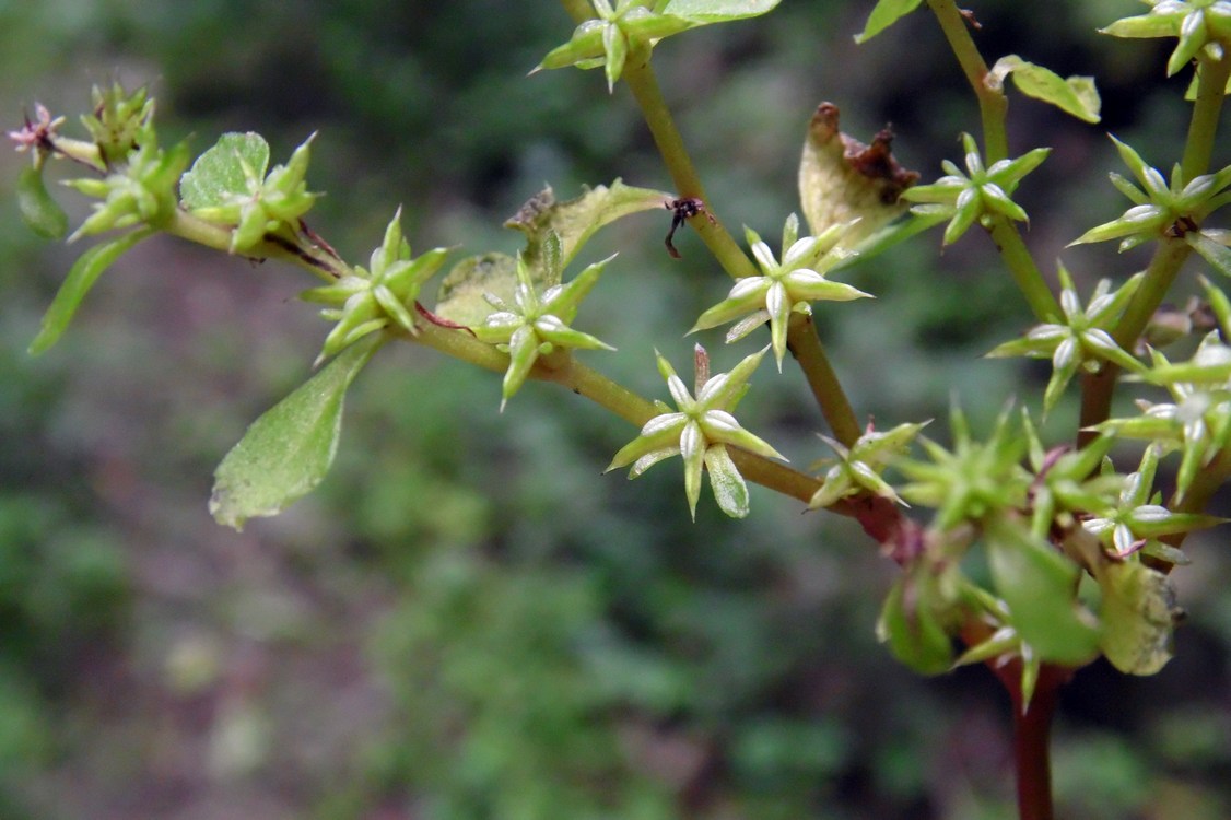 Изображение особи Sedum stoloniferum.