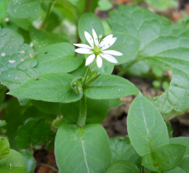 Изображение особи Myosoton aquaticum.