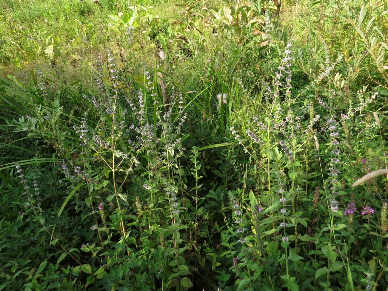 Image of Mentha &times; dalmatica specimen.