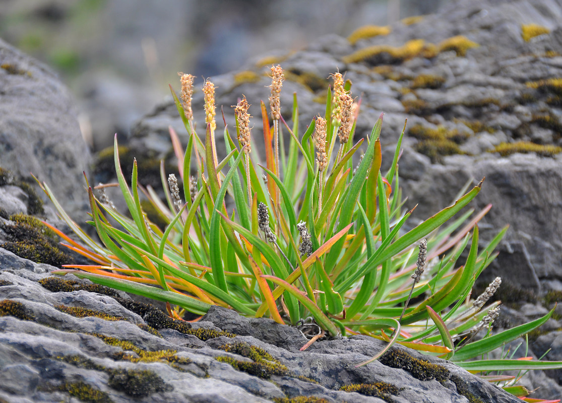 Изображение особи Plantago maritima.