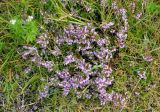 Calluna vulgaris