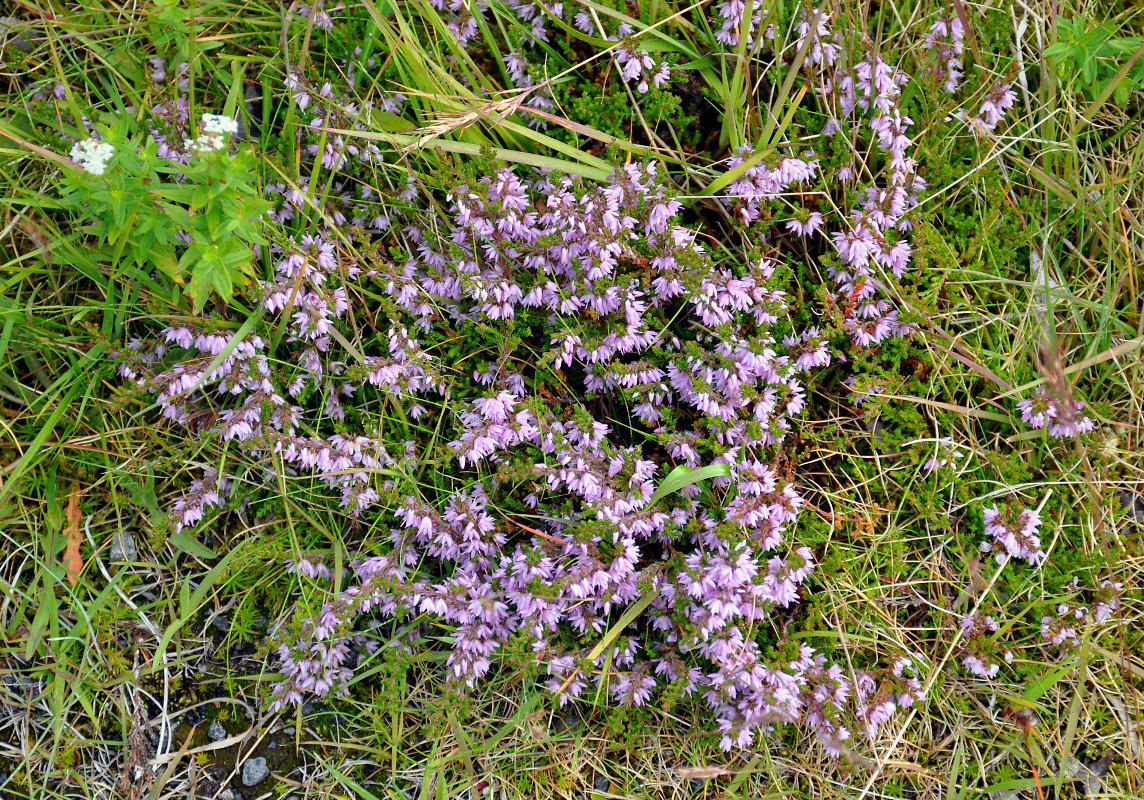Image of Calluna vulgaris specimen.