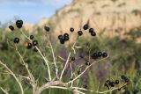 Nitraria sibirica